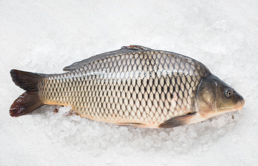 Karpfenfilet frisch